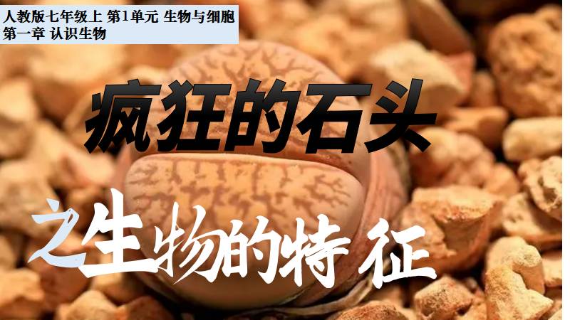 秋香老师的生物教学|新教材初中生物人教版1.1.2生物的特征（无教案）