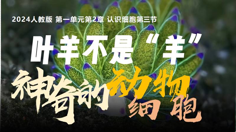 秋香老师的生物教学|新教材初中生物人教版1.2.3动物细胞