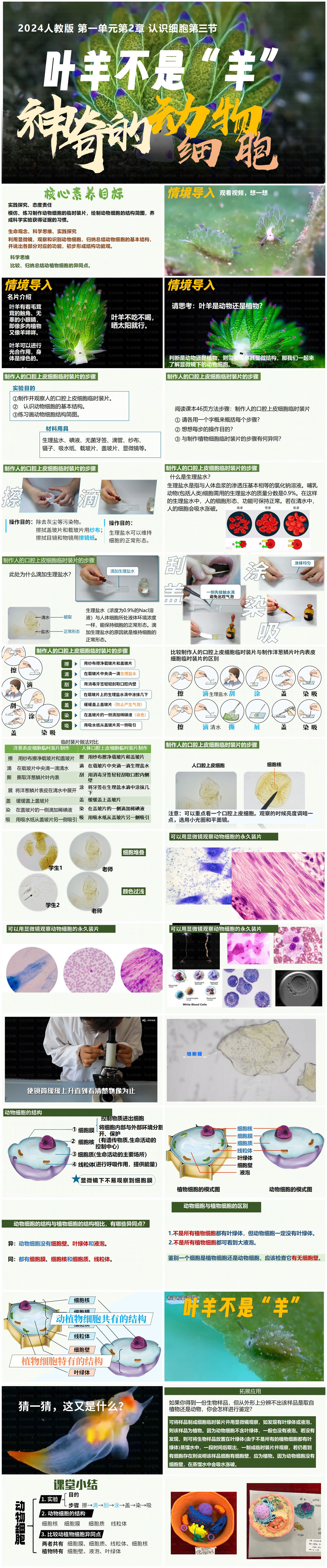 1.2.3 动物细胞 @秋香x.jpg