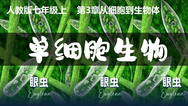 秋香老师的生物教学|新教材初中生物人教版1.3.4单细胞生物