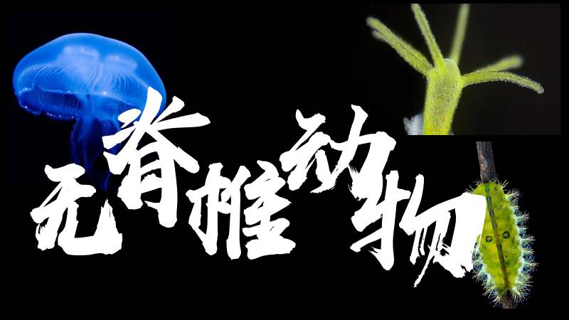 秋香老师的生物教学|新教材初中生物人教版2.2.1无脊椎动物