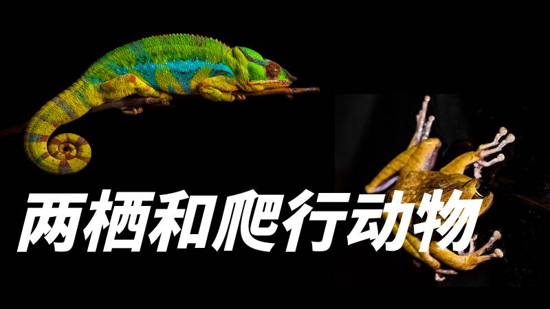 秋香老师的生物教学|新教材初中生物人教版2.2.2脊椎动物&mdash;&mdash;两栖和爬行动物