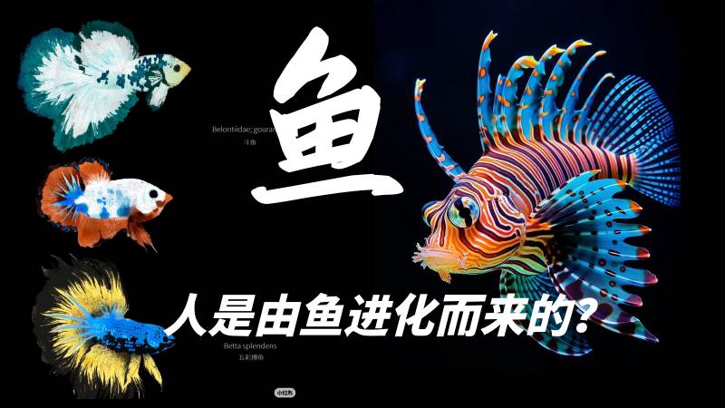 秋香老师的生物教学|新教材初中生物人教版2.2.2脊椎动物&mdash;&mdash;鱼