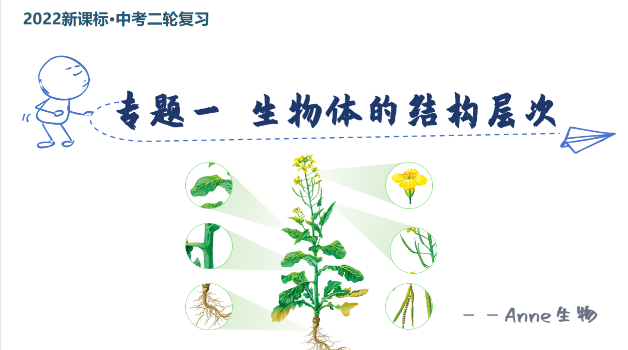 2024新课标中考生物二轮复习：生物体的结构层次