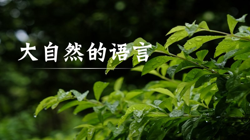 与谁同坐语文工作室 |大自然的语言