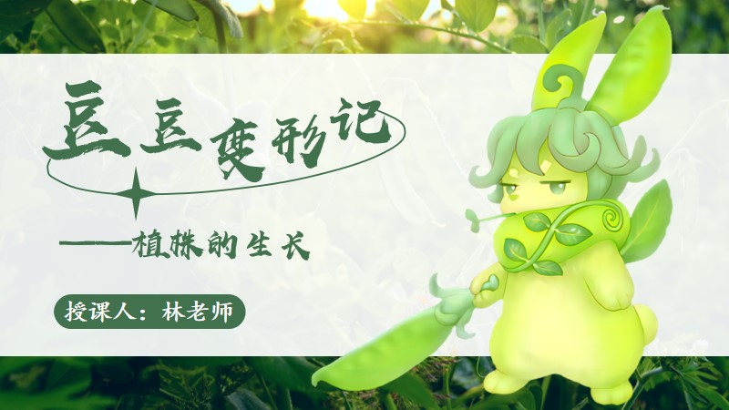 初中生物人教版七上3.2.2植株的生长（旧版本）@生物林老师