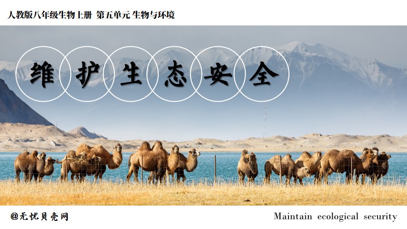 新人教八上5.2.2维护生态安全(含教案)@青禾 | 名师帮系列