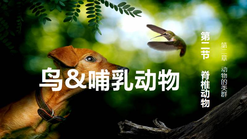 初中生物人教版七上新教材2.2.2-3鸟和哺乳动物（含教学设计）@教生物的小王老师