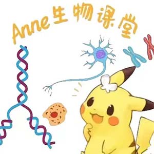 Anne生物